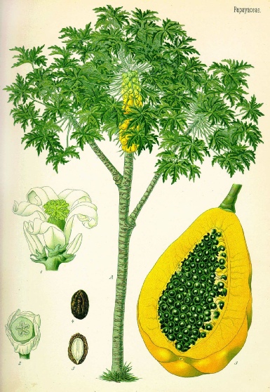 Papaya01.jpg